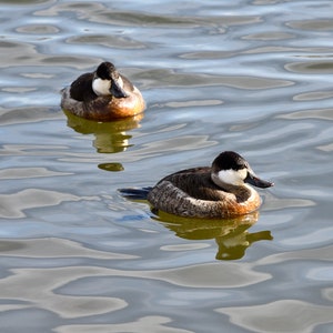 May include: Two ruddy ducks swimming in a calm body of water. The ducks have black heads with white patches on their faces and brown bodies.