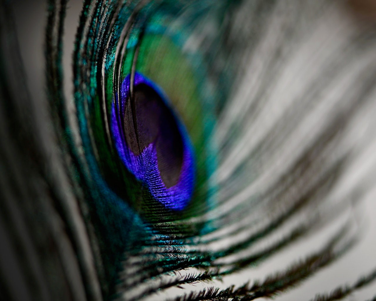 Feather Photograph Peacock Feather Wall Decor Animal Art - Etsy Australia Feather Photograph Peacock Feather Wall Decor Animal Art - Etsy Australia