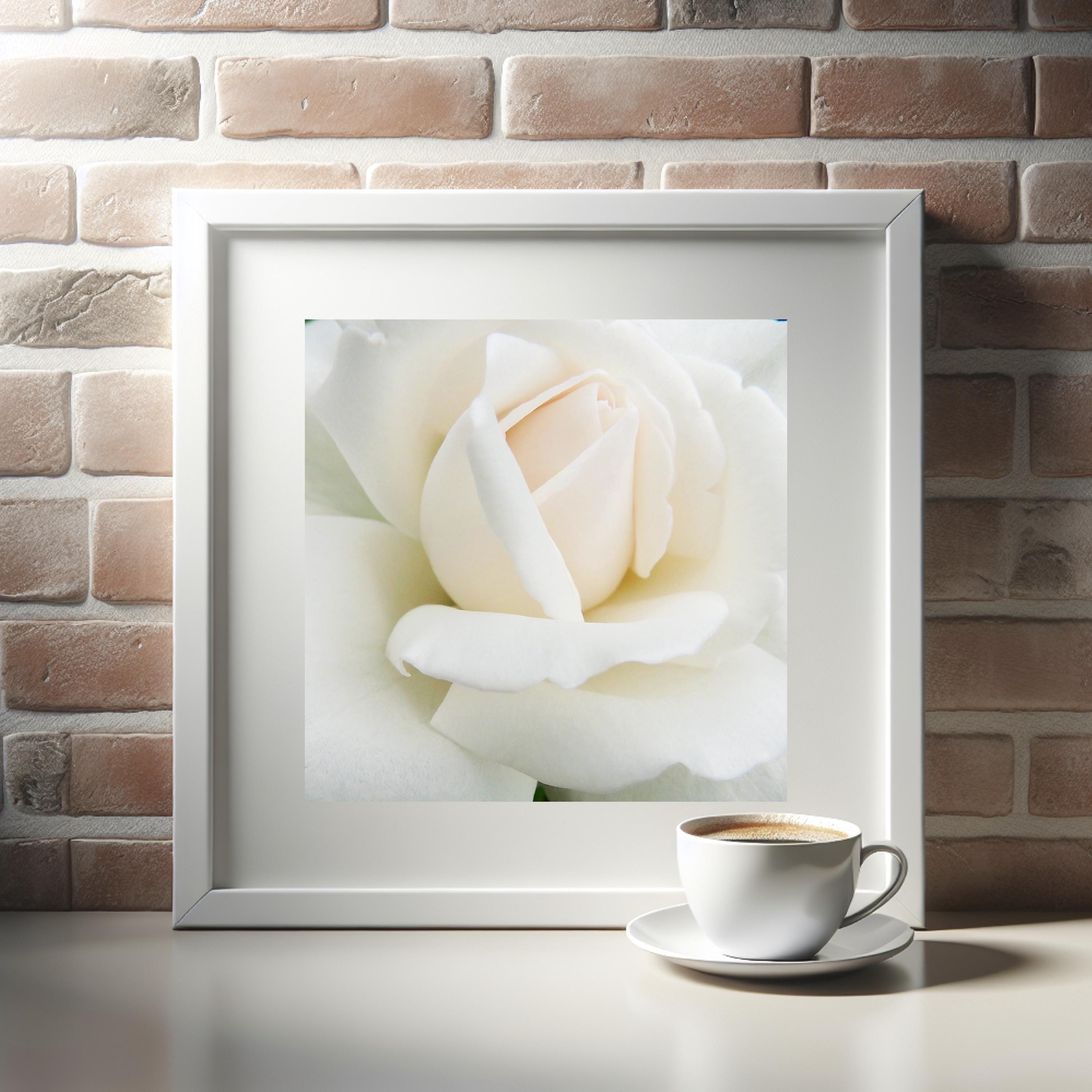 White Rose Photograph: Elegant Floral Wall Art - Etsy