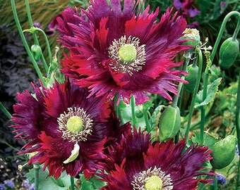 50 Drama Queen poppy Seeds / Papaver somniferum / English Garden / Flowers / Cottage Flowers / Wildflowers