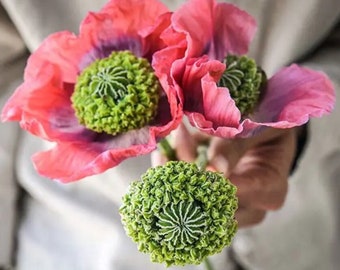 50 Hens N Chicks Poppy Seeds / Flower Seeds/ Poppies / English Garden / Papaver somniferum / Breadseed