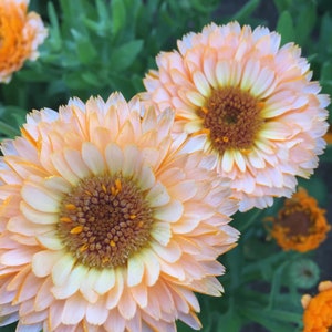 25 Pink Surprise Calendula Seeds / Calendula officinalis / Wildflowers / Cottage Flower / English Garden / Wedding Flowers / Pot Marigold