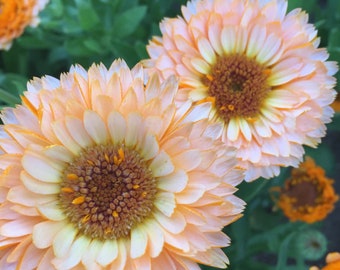 25 Pink Surprise Calendula Seeds / Calendula officinalis / Wildflowers / Cottage Flower / English Garden / Wedding Flowers / Pot Marigold