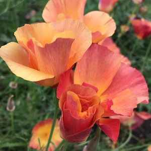 50 Apricot Chiffon California Poppy Seeds/ Eschscholzia californica  / Wildflowers / Thai Silk / English Garden / Cut Flowers / Cottage