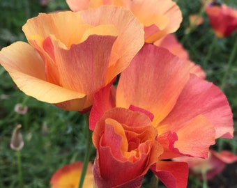 50 Semillas de Amapola de California de Gasa de Albaricoque/ Eschscholzia californica / Flores Silvestres / Seda Tailandesa / Jardín Inglés / Flores Cortadas / Cottage