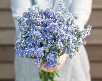 50 QIS Pale Blue Statice Seeds / Limonium Sinuatum / Bouquet Flower / Cut Flowers / Wildflowers / English Garden / Cottage Flower