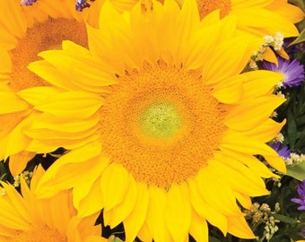 20 Vincent Fresh Sunflower Seeds / Helianthus annuus / Cottage / Pollenless  / Cut Flower / English Garden / Wedding Bouquet Flowers