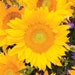 see more listings in the Sunflower & Salvia section