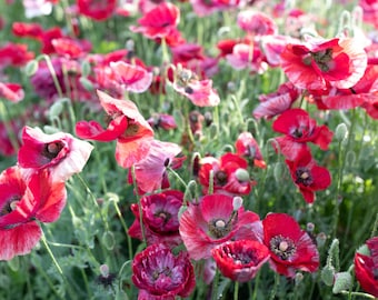 100 Pandora Shirley Poppy Seed Mix / Papaver Rhoeas / Seeds / English Garden /  Flowers / Cottage Flowers / Wildflowers