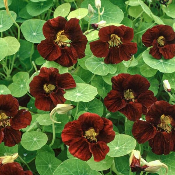 50 Black Velvet Nasturtium Seeds / Tropaeolum minus / Bouquet Flower / Cut Flowers / Container Flowers/ English Garden / Cottage Flower