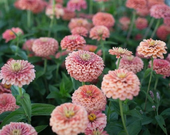 25 graines de zinnia rose saumon Benary's / fleur coupée / graines anciennes / jardin anglais / fleurs sauvages / Zinnia elegans / fleurs de mariage