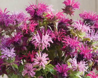 50 Panorama Bergamot Flower Seeds / Monarda Fistulosa / Prairie Bergamot / Cut Flower / Wildflowers / Perennial / Bee Balm / Tea Leaves