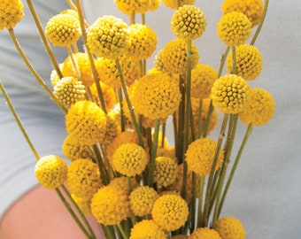 25 Yellow Billy Buttons Seeds / Craspedia Globosa / Cut Flower / Container Gardening, Heirloom Seeds / English Garden / Wildflowers