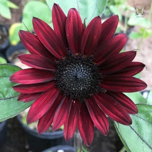 20 Black Beauty Sunflower Seeds / Helianthus annuus / Cottage / Pollenless / Cut Flower / English Garden / Wedding Bouquet Flowers image 2