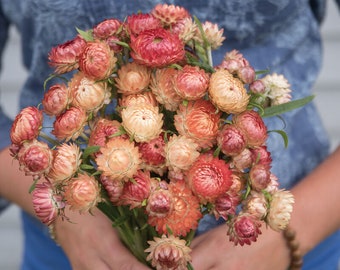 50 Apricot and Peach Strawflower Seed Mix / Helichrysum bracteatum / Dried Floral Arrangement/ Wedding Flowers / Wildflowers / Garden