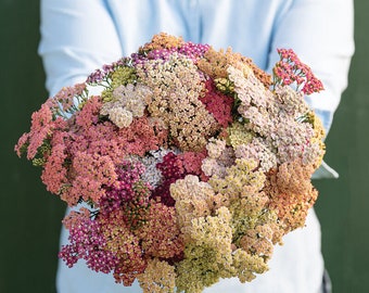 50 Yarrow Summer Berries / Achillea Millefolium / Wildflower / Cottage Flower / English Garden / Wedding Bouquet Flowers / Cut Flowers