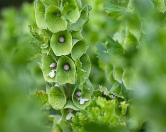 100 Bells of Ireland Seeds / Moluccella laevis /  Wildflower / Cottage Flower / Green Flowers / English Garden / Wedding Bouquet Flowers