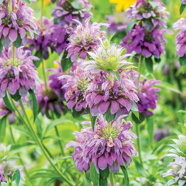 100 semi di fiori di menta limone bergamotto / Monarda citriodora / bergamotto della prateria / fiore reciso / fiori di campo / fiori viola / balsamo delle api al limone