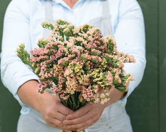 50 graines de beauté abricot / Limonium sinuatum / Bouquet de fleurs / Fleurs coupées / Fleurs sauvages / Jardin anglais / Fleur de cottage