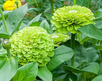 25 Benary's Giant Lime Zinnia Seeds / Zinnia Elegans / Cut Flower /Bouquet Flowers /Wedding Flowers / English Garden / Wildflowers / Cottage