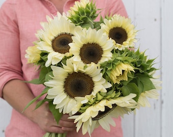 20 Pro Cut White Nite Sunflower Seeds / Helianthus annuus / Cottage / Wildflowers  / Cut Flower / English Garden / Wedding / Bouquet Flowers