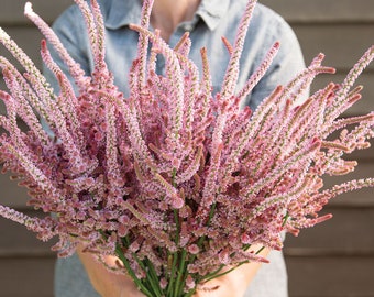 100 Pink Pokers Statice Seed / Limonium Suworowii / Rat Tails / Bouquet Flower / Cut Flowers / Wildflowers / English Garden / Cottage Flower