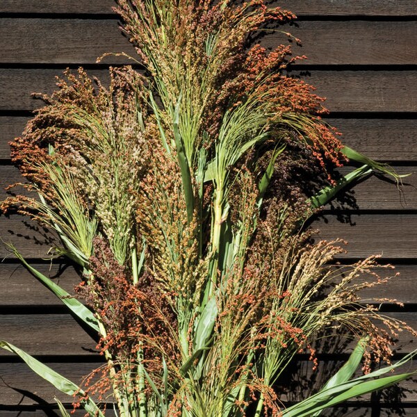 100 Mélange de graines de maïs à balai / Sorgho vulgaire / Composition de garniture / Fleur coupée / Fleur sauvage / Jardin anglais / Graminée ornementale / Millet