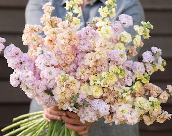 50 mélange de graines de fleurs en fer pastel / Matthiola incanas / Fleur coupée / Jardinage en pot / Jardin anglais / Fleurs sauvages / Jardin de cottage