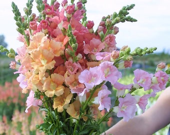 50 Sherbet Chantilly Snapdragon Seed Mix / Antirrhinum majus / Cut Flower / Container Gardening / English Garden / Wildflowers / Bouquet