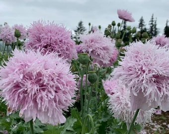 50 Lilac Pompon Poppy Seeds / Papaver somniferum / English Garden / Flower Seeds / Cloud Poppy Seeds  / Breadseed / Swan / Frilled / Fringe