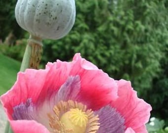 50 Giganthemum Poppy Seeds / Papaver somniferum /  Flower Seeds / English Garden / Breadseed / Cottage / Rattle Poppy