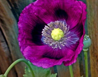 50 Lauren's Grape Poppy Seeds / Flower Seeds/ Poppies / English Garden / Papaver somniferum / Breadseed / Wildflowers