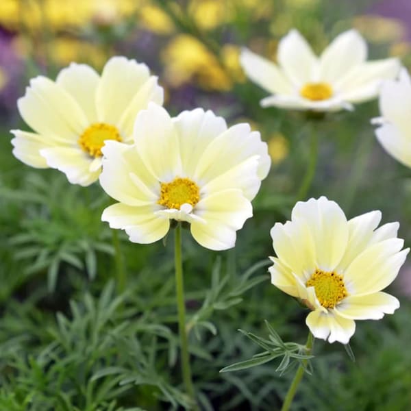 25 Cosmos Xanthos Flower Seeds / Cosmos bipinnatus / English Garden / Wildflowers / Cottage / Bouquet Flowers / Wedding Flowers