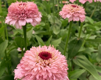 25 Lilac Zinderella Zinnia Seeds / Zinnia Elegans / Cut Flower  / Cupcake Flower / English Garden / Wildflowers / Cottage / Bouquet Flowers