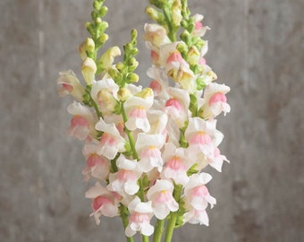 50 Potomac Appleblossom Snapdragon Seeds / Antirrhinum majus / Cut Flower / Container Gardening / English Garden / Wildflowers