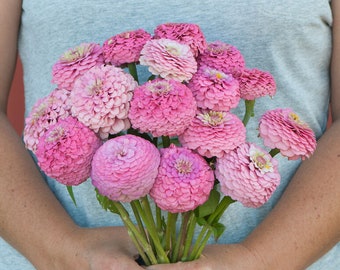 25 Pink Oklahoma Zinnia Seeds / Zinnia Elegans /  Cut Flower / Cupcake Flower / English Garden / Wildflowers / Cottage / Bouquet Flowers