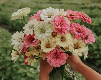 25 Creme Caramel Zinnia Seed Mix / Zinnia Elegans / Cut Flower /Wedding Bouquet Flowers / English Garden / Wildflowers / Cottage Flowers