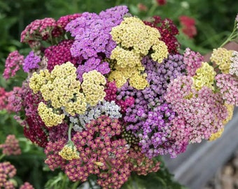50 Fruit Bowl Yarrow Seed Mix / Achillea Millefolium / Wildflower / Cottage Flower / English Garden / Wedding Flowers / Cut Flower
