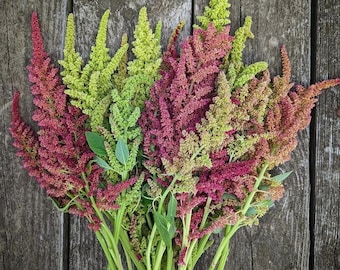 100 Vintage Colours Amaranth Seed Mix / Amaranthus Caudatus / Bouquet Flowers / Cut Flowers / Wildflowers / English Garden / Cottage Flower