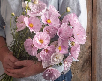 25 Cosmos Cupcake Blush Seeds / Cosmos bipinnatus / English Garden / Wildflowers / Cottage / Bouquet Flowers / Wedding Flowers