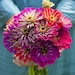 see more listings in the Zinnias section