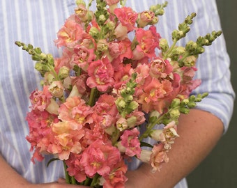 50 Madame Butterfly Bronze with white Snapdragon Seeds / Antirrhinum majus / Cut Flower  / English Garden / Wildflowers / Wedding Bouquet