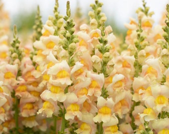 50 Costa Apricot Snapdragon Seeds / Antirrhinum majus / Cut Flower / Container Gardening / English Garden / Wildflowers / Cottage Garden