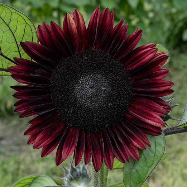 20 Black Beauty Sunflower Seeds / Helianthus annuus / Cottage / Pollenless  / Cut Flower / English Garden / Wedding Bouquet Flowers