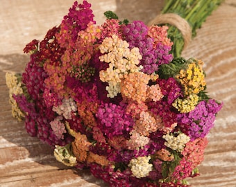 50 Yarrow Colorado Seed Mix / Achillea Millefolium / Wildflower / Cottage Flower / English Garden / Wedding Flowers / Cut Flower