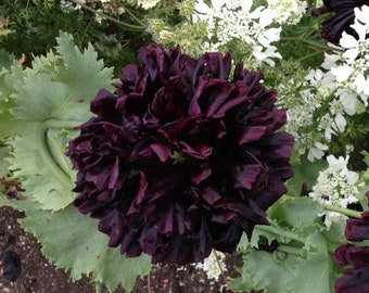 50 Black Poppy Seed Mix /  English Garden / Flowers / Cottage Flowers / Wildflowers / Pom pom Poppy / Peony / Black Garden