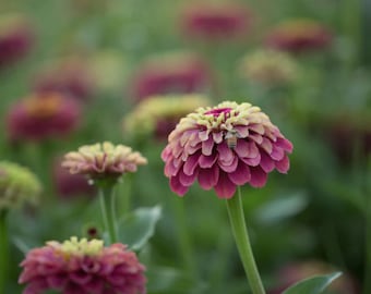 25 graines de zinnia rouge lime Queeny / fleur coupée / jardinage en pot, graines patrimoniales / jardin anglais / fleurs sauvages / Zinnia elegans