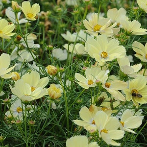 25 Lemonade Cosmos Seeds / Cosmos bipinnatus / English Garden / Wildflowers /  Bouquet Flowers / Wedding Flowers / Cut Flowers