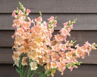 50 Chantilly Light Salmon Snapdragon Seed / Antirrhinum majus / Cut Flower / Container Gardening / English Garden / Wildflowers / Bouquet