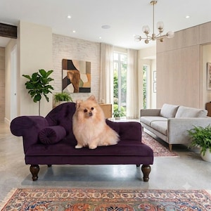 May include: A fluffy, light-coloured Pomeranian dog sits on a deep purple velvet chaise longue with a tufted back, a cylindrical bolster pillow, and dark wooden legs. The chaise is positioned in a bright, open-concept living room space.